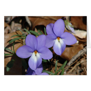 Oiseaux fleur sauvage-Pied Violet III Cadeaux et v
