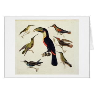 Oiseaux indigènes, y compris le toucan (centre),