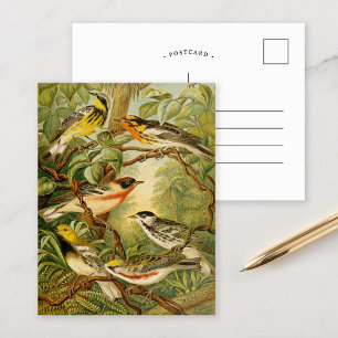 Oiseaux nord-américains Carte postale Anton Goer