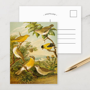 Oiseaux nord-américains   Carte postale Anton Goer
