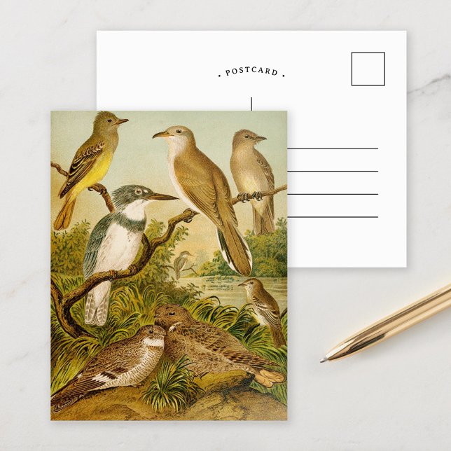 Oiseaux nord-américains | Carte postale Anton Goer (Créateur téléchargé)