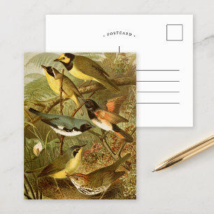 Oiseaux nord-américains   Gustav Mü tzel Carte po