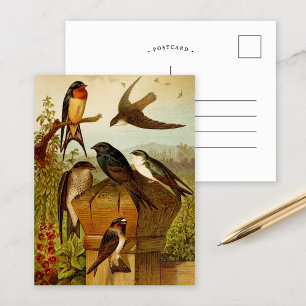 Oiseaux nord-américains   Gustav Mü tzel Carte po