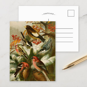 Oiseaux nord-américains   Gustav Mü tzel Carte po