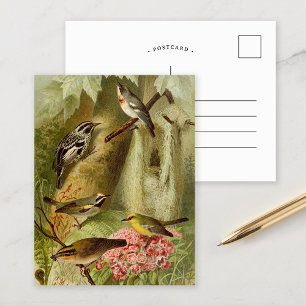 Oiseaux nord-américains   Gustav Mü tzel Carte po