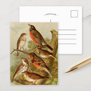 Oiseaux nord-américains   Gustav Mü tzel Carte po