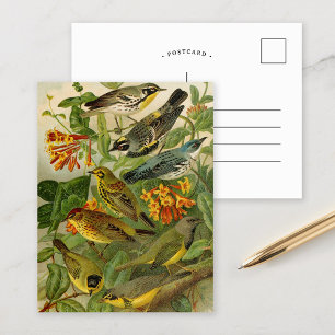 Oiseaux nord-américains   Gustav Mü tzel Carte po
