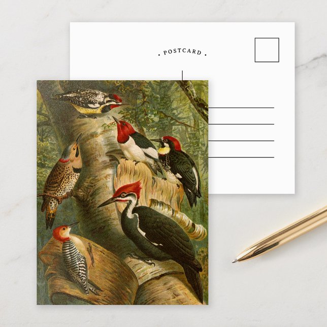Oiseaux nord-américains | Gustav Mü tzel Carte po (Créateur téléchargé)
