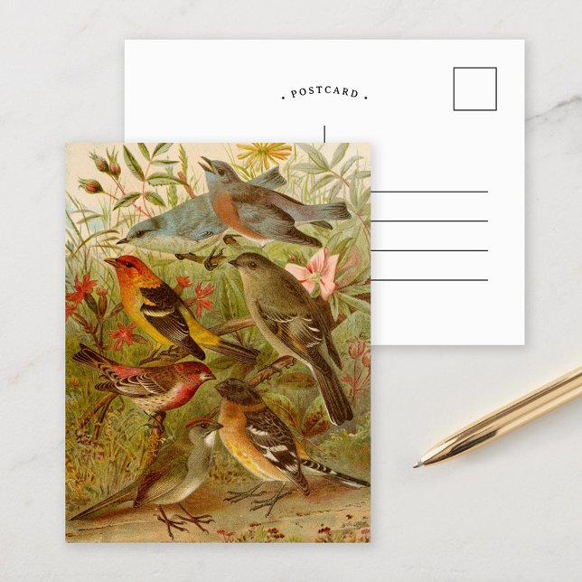 Oiseaux nord-américains | Gustav Mü tzel Carte po (Créateur téléchargé)