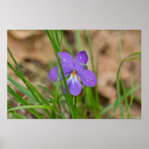 Oiseaux Pied Violet dans l'Herbe Poster
