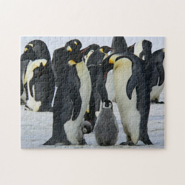 Oiseaux Puzzles Oiseaux Photographie Meilleures ph (Horizontal)