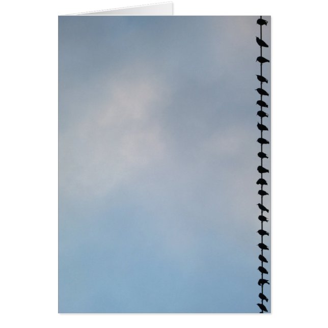 Oiseaux, San Francisco (Devant)