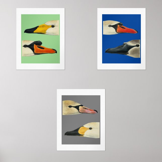 Oiseaux sauvages Espèces de cygnes Print Set (Recto)