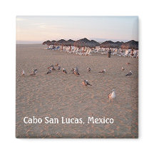 Oiseaux sur la plage à Cabo Magnet