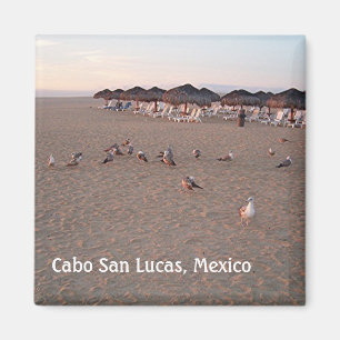 Oiseaux sur la plage à Cabo Magnet