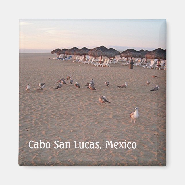 Oiseaux sur la plage à Cabo Magnet (Devant)