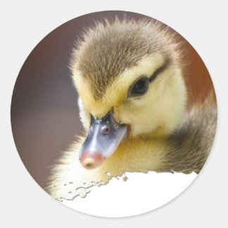 Ojatro Duckling 01 Classic Round Sticker