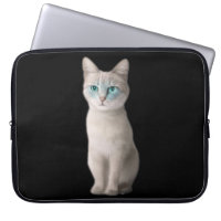 Ojos Azules Cat