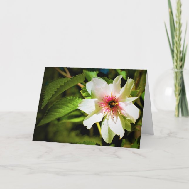 Okame Cherry Tree Blossom, card (Front)