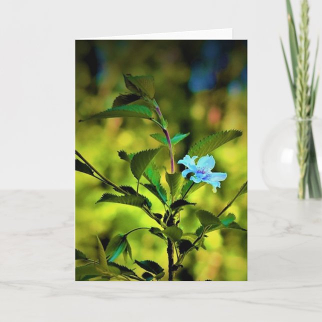 Okame Cherry Tree Blossom, carte (Devant)