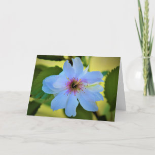 Okame Cherry Tree, card