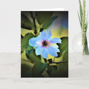 Okame Cherry Tree, card