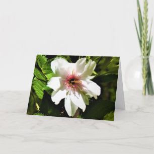 Okame Cherry Tree, card