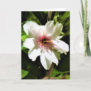 Okame Cherry Tree, card