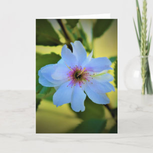 Okame Cherry Tree, card