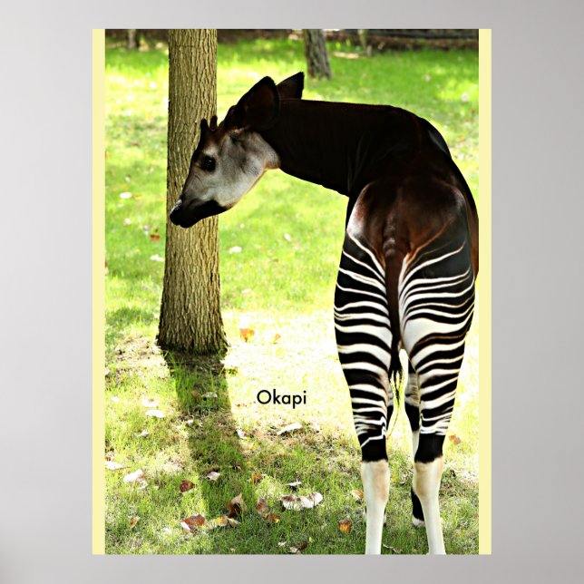 Okapi, Angola, Africa Poster (Front)