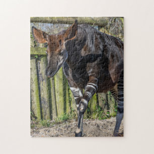 Okapi at the zoo photo puzzle