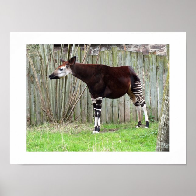 Okapi standing by a fence poster (Front)