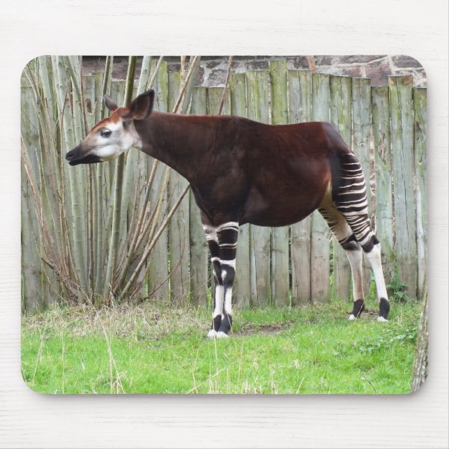 Okapi standing by fence mouse pad (Front)