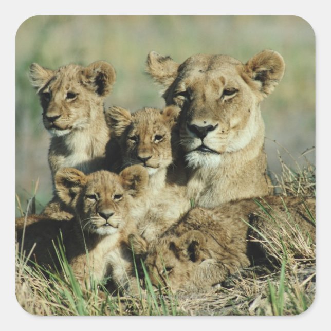 Okavango Delta, Botswana Square Sticker (Front)