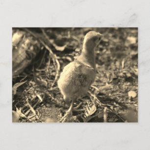 Okay, Bye! - Postcard