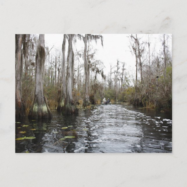 Okefenokee Swamp, Georgia Postcard (Front)
