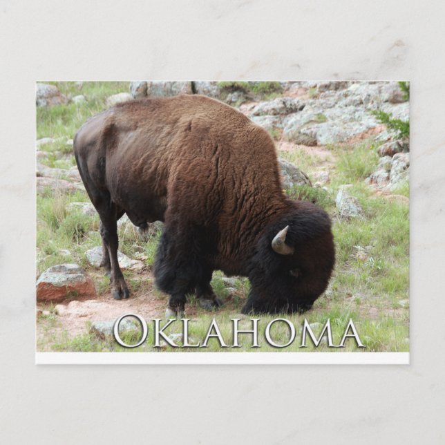 Oklahoma Bison Postcard (Front)