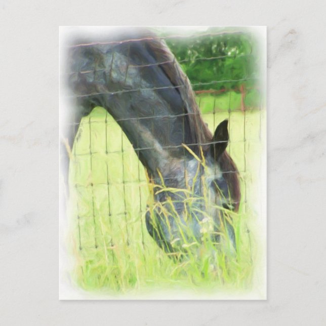 Oklahoma Horses 3 Postcard (Front)