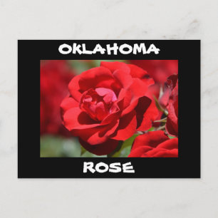 Oklahoma Rose Postcard