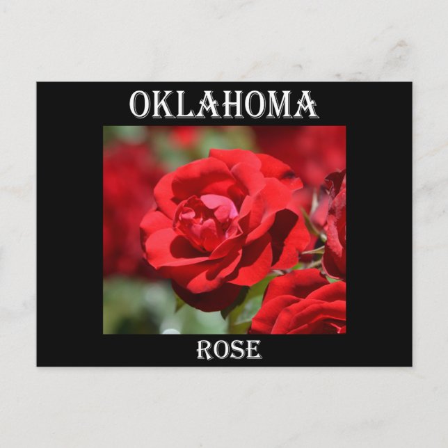Oklahoma Rose Postcard (Front)