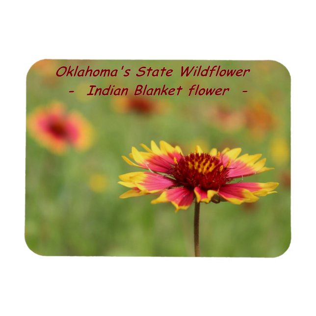Oklahoma State Wildflower Magnet (Horizontal)
