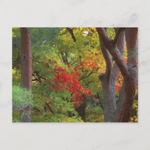 Okochi Sanso, Arashiyama, Kyoto, Japan 5 Postcard