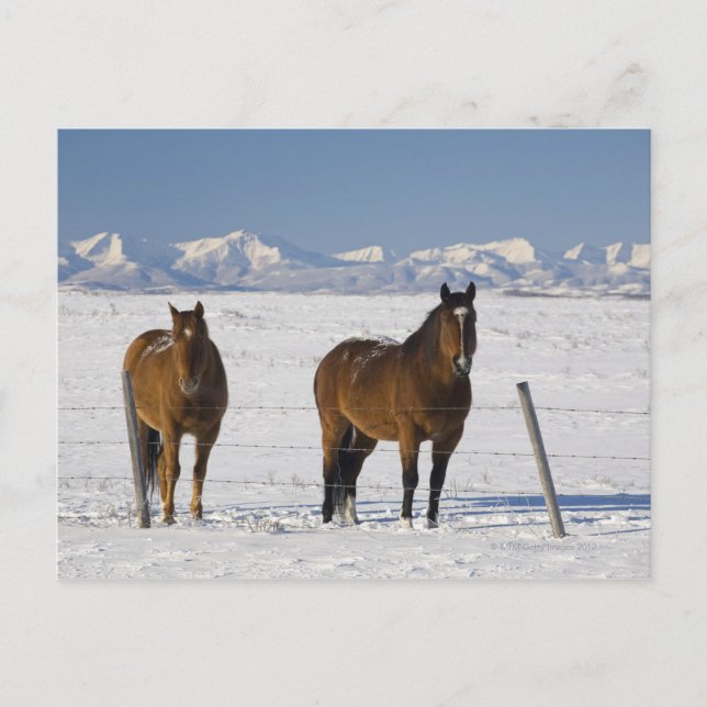 okotoks, alberta, canada postcard (Front)