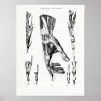 Old Anatomy Art Muscles of the Hand and Wrist