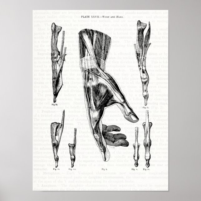 Old Anatomy Art Muscles of the Hand and Wrist Poster (Front)
