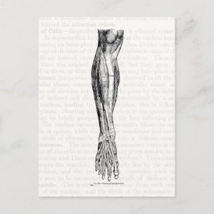 Old anatomy drawing muscles of the leg black postcard