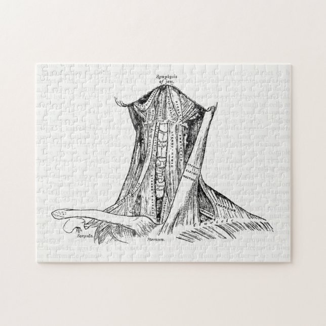 Old Anatomy Illustration Muscles Of The Neck Jigsaw Puzzle (Horizontal)