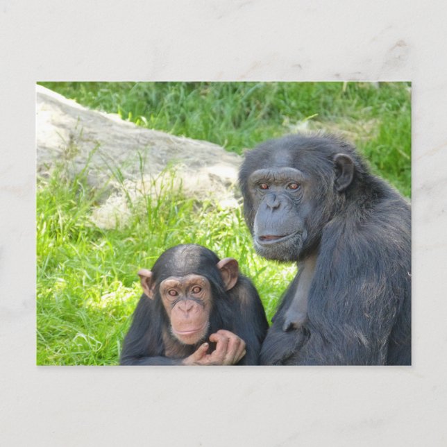Old and Young Chimpanzee - Postcard (Front)