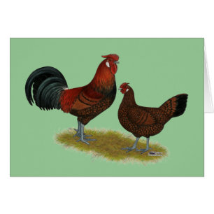 Old Anglais Pheasant Fowl
