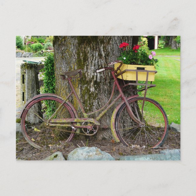 Old Antique Bicycle with Flower Basket Postcard (Front)